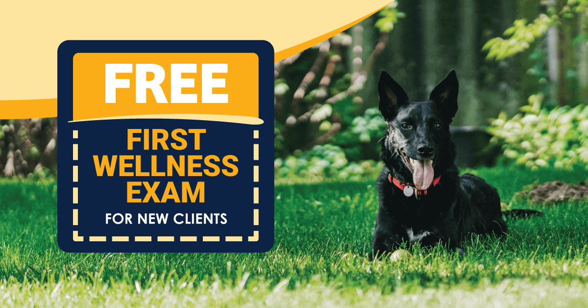 Free First Exam